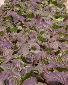 Brassica juncea 'Giant Red'